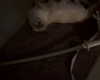 protheme Altpins Profile Picture