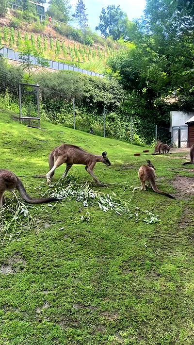 shelly_.mor shelly_.mor archive video