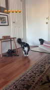 sydney_melman Altpins Profile Picture