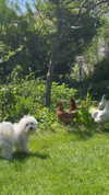 minicuta Altpins Profile Picture