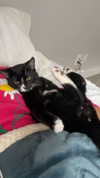 sydney_melman Altpins Profile Picture
