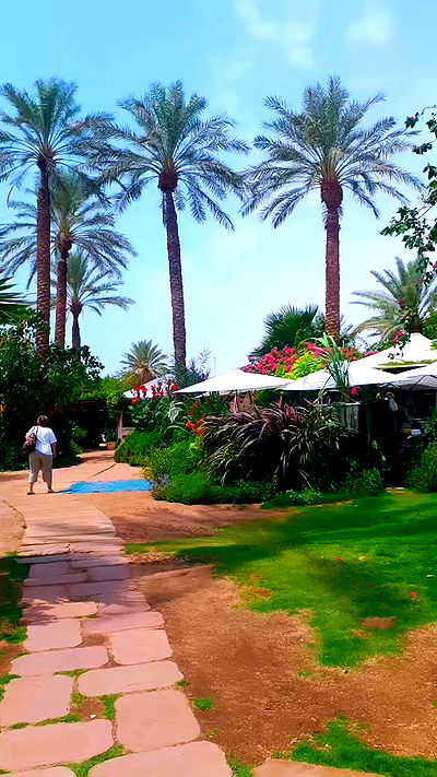 yam_adler yam_adler archive video