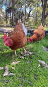 bec_benstead Altpins Profile Picture