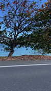 sydney_melman Altpins Profile Picture