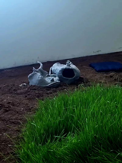 shayli_or shayli_or archive video