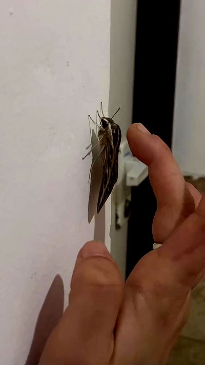 feelbetterinmysweater feelbetterinmysweater archive video