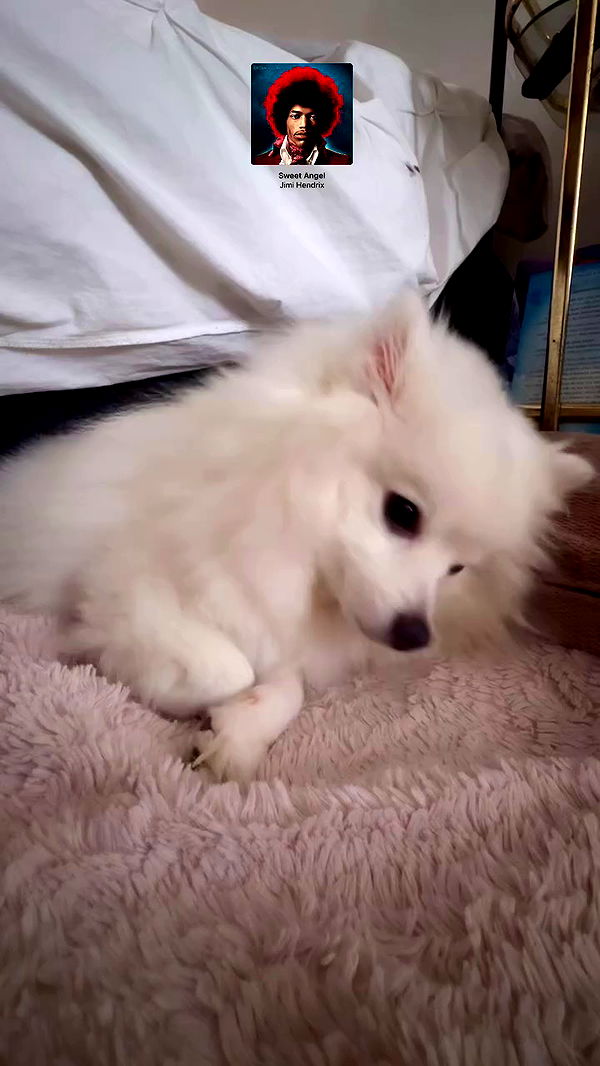 romy_ayalla_lavi archive video preview