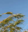 alenittta Altpins Profile Picture