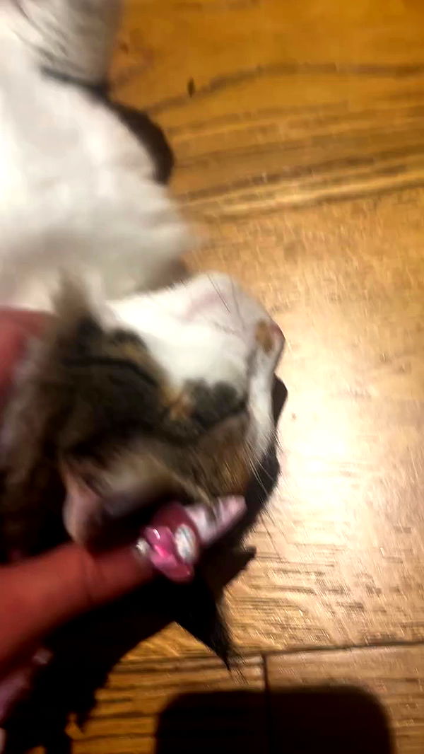 hellokittyangel666 archive video preview