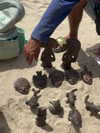 isabela_quintero25 Altpins Profile Picture