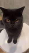 ivy.owowo Altpins Profile Picture