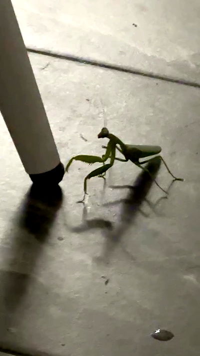 kasumi_sen kasumi_sen archive video