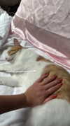 roni_ackerman Altpins Profile Picture