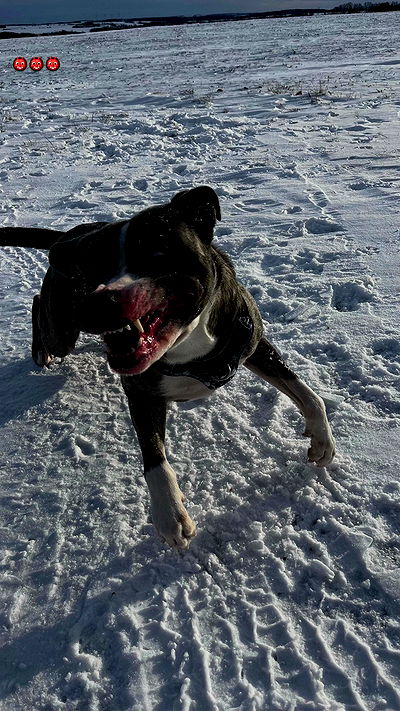 sina.njck sina.njck archive video