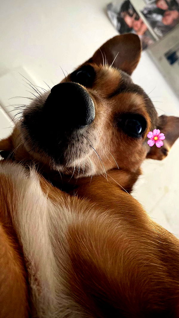 dustheadd archive video preview