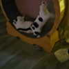 cat2_bat Altpins Profile Picture