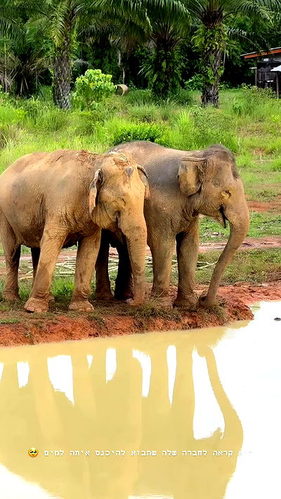 kesemgreenyer kesemgreenyer archive video