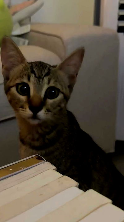 romy_ayalla_lavi romy_ayalla_lavi archive video