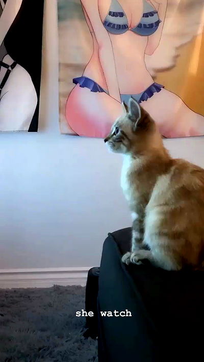 suikomuu suikomuu archive video