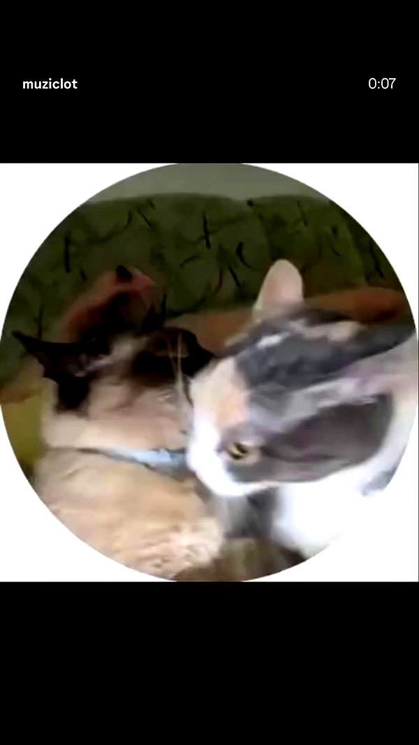 milka_guberman archive video preview