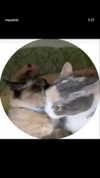 milka_guberman Altpins Profile Picture