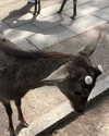 _littlerobin_ Altpins Profile Picture