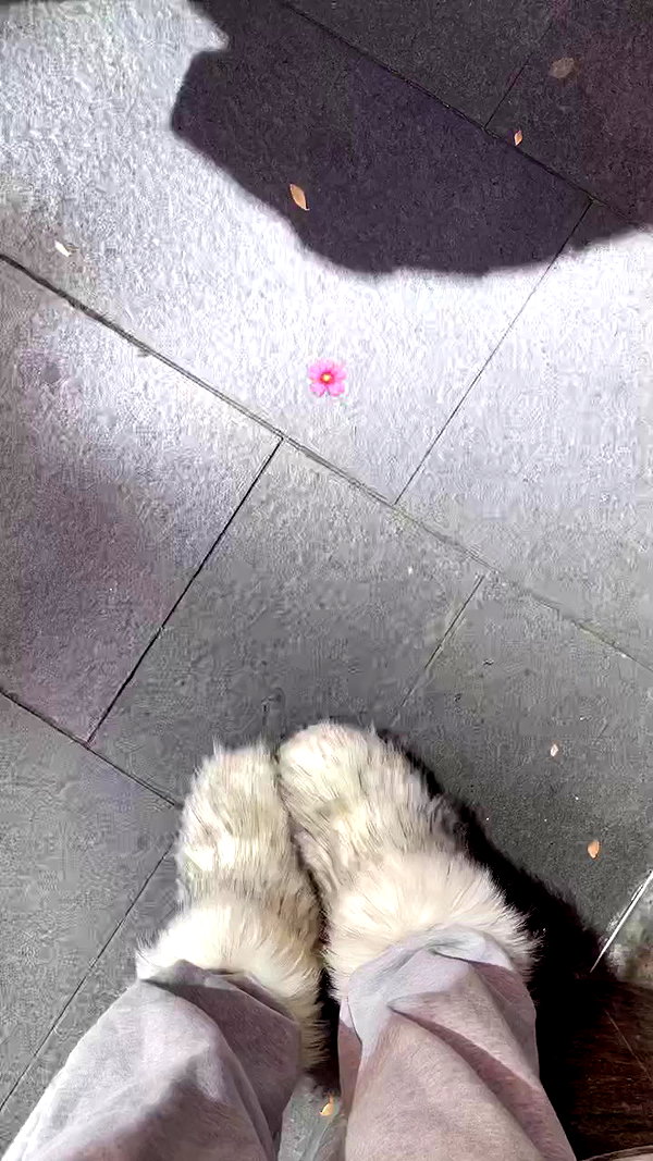 suadaunanh_ne archive video preview