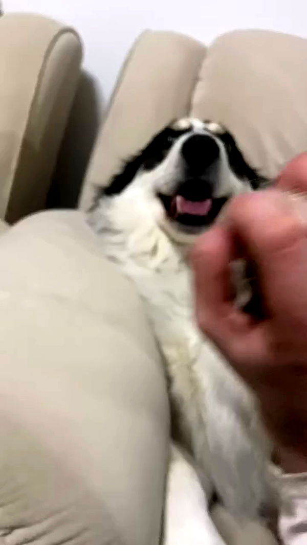 feelbetterinmysweater archive video preview