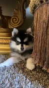 jailyneojeda Altpins Profile Picture