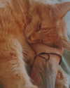 calyen Altpins Profile Picture