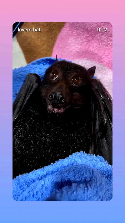 avital_1010.2003 avital_1010.2003 archive video