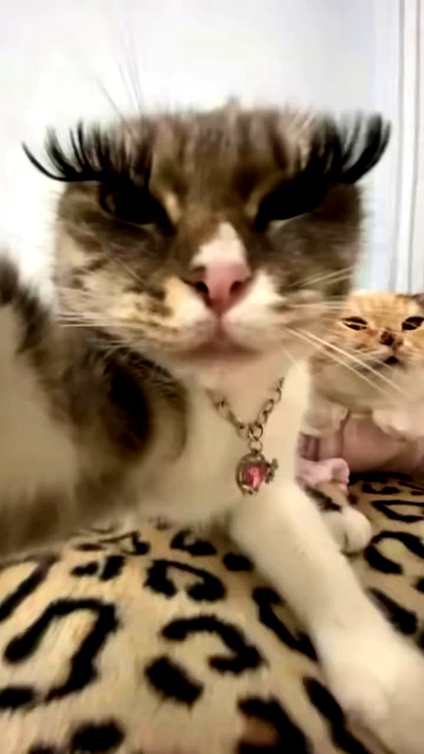_koolkat__ archive video preview