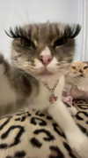 _koolkat__ Altpins Profile Picture