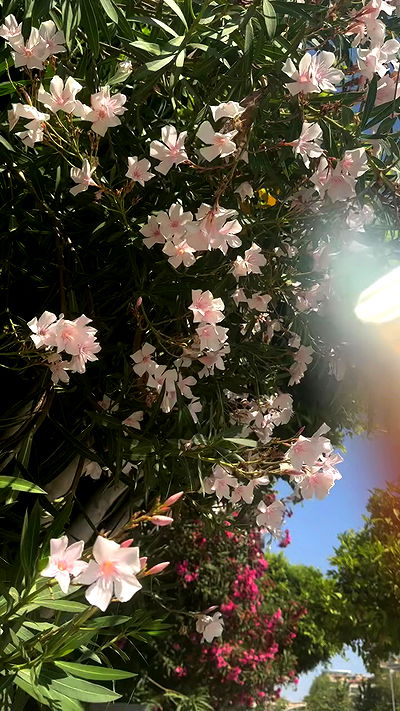 annfigma annfigma archive video