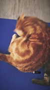 reitoshin Altpins Profile Picture