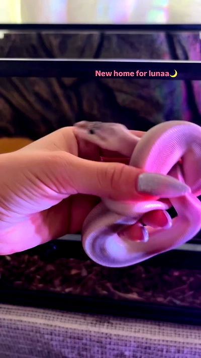 hanabellask8 hanabellask8 archive video