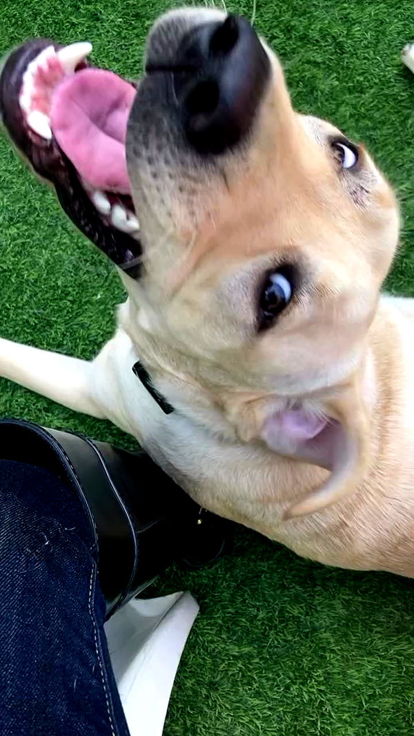 shanikaneko archive video preview