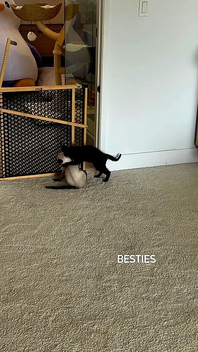 sophiemudd sophiemudd archive video