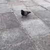 cat2_bat Altpins Profile Picture