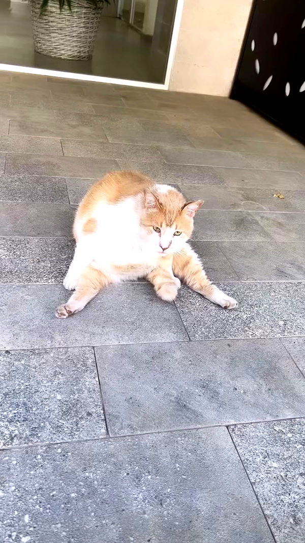 hellokittyangel666 archive video preview