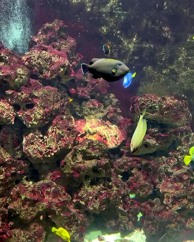 romy_ayalla_lavi romy_ayalla_lavi archive video