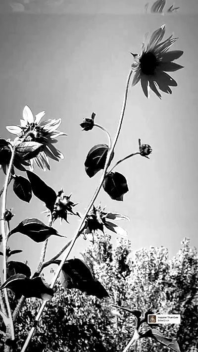 _animechika_ _animechika_ archive video