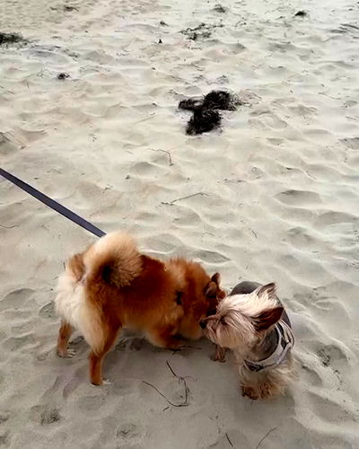 viezery viezery archive video