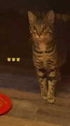 fuckinncutee Altpins Profile Picture