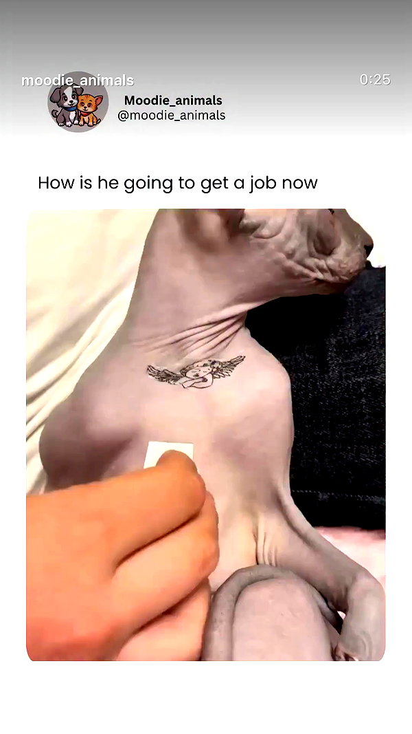 nocturnal__tattoo archive video preview