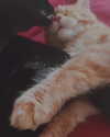 calyen Altpins Profile Picture