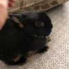 daniella_koosit Altpins Profile Picture
