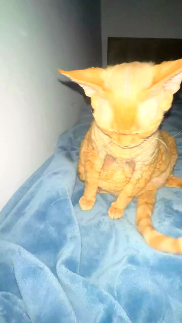 zlata_shipulin archive video preview