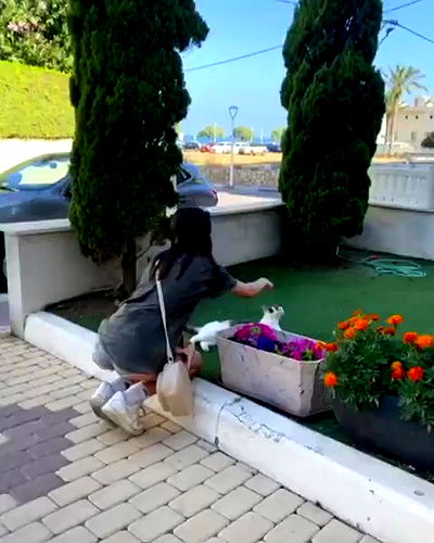 tuliprivet tuliprivet archive video