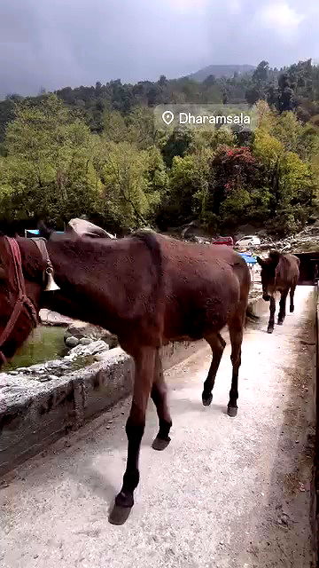 hanabellask8 hanabellask8 archive video